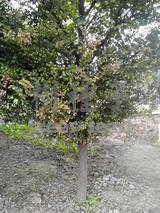 紫檀