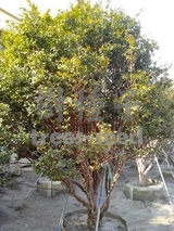 樹葡萄