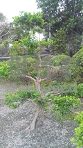 七里香