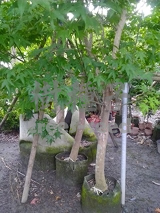 青楓