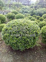 平戶杜鵑