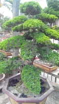 針柏