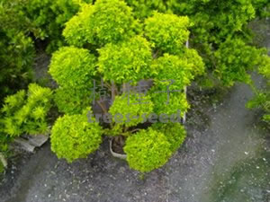 金露花