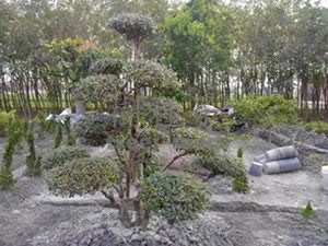 福建茶