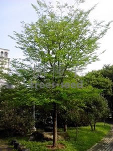 雨豆樹