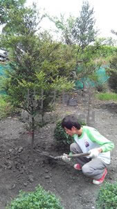 紫檀