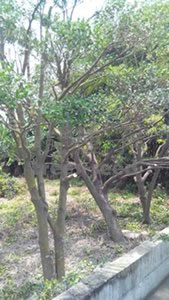 象牙樹