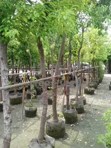 樟樹