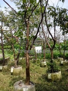 櫻花