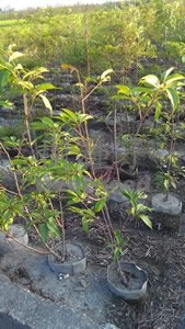 櫻花