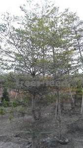 小葉欖仁