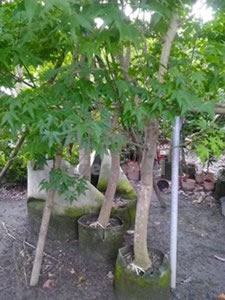 青楓