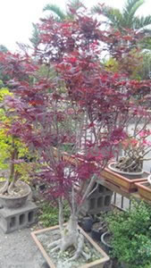 紅楓