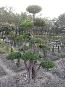 紅櫸木
