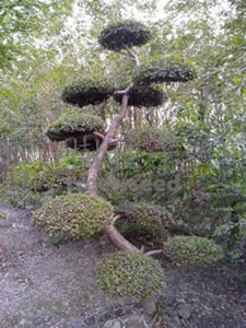 紅櫸木