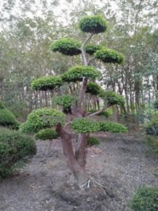 紅櫸木