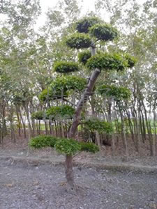 紅櫸木